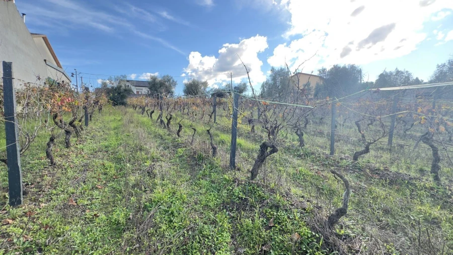 Terreno Agricola ou Rústico para Venda em Silgueiros Foto 14