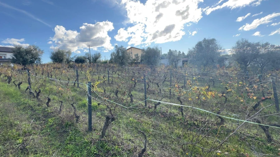 Terreno Agricola ou Rústico para Venda em Silgueiros Foto 15