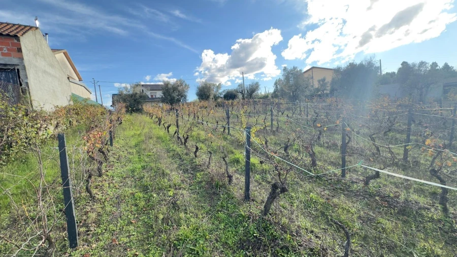 Terreno Agricola ou Rústico para Venda em Silgueiros Foto 16