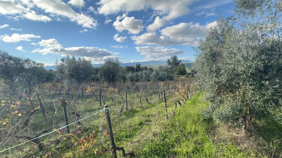 Terreno Agricola ou Rústico para Venda em Silgueiros Foto 17
