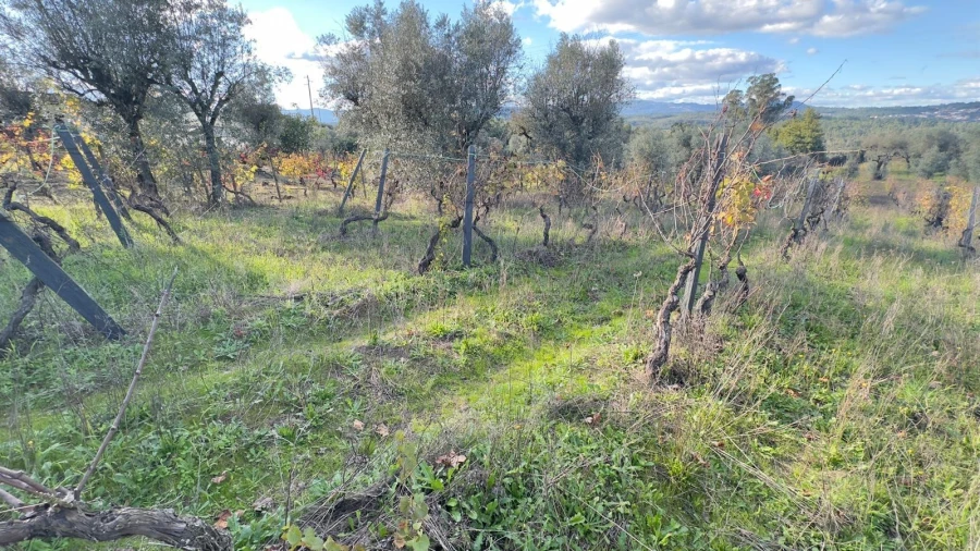 Terreno Agricola ou Rústico para Venda em Silgueiros Foto 19