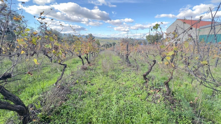 Terreno Agricola ou Rústico para Venda em Silgueiros Foto 3