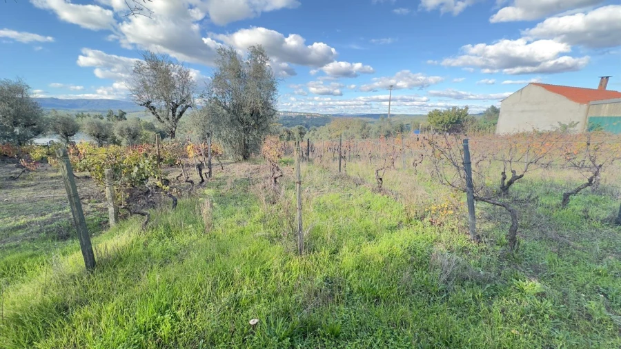 Terreno Agricola ou Rústico para Venda em Silgueiros Foto 5