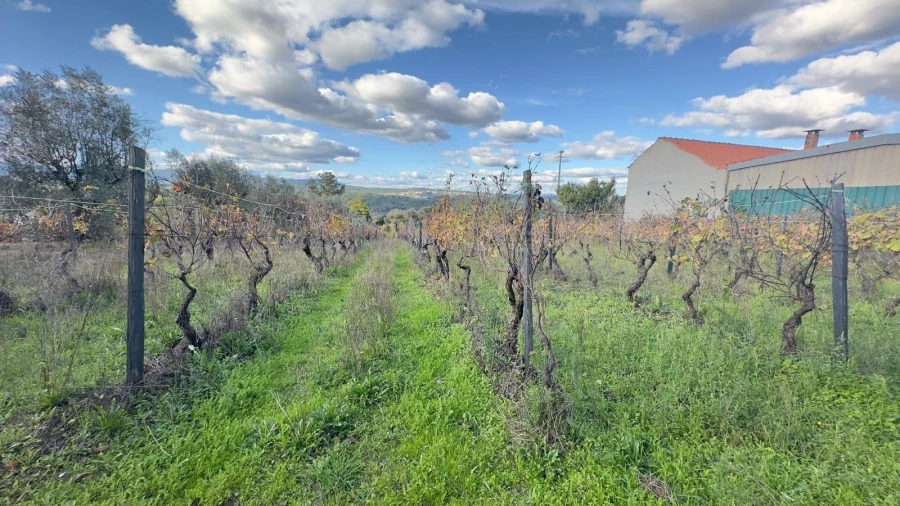 Terreno Agricola ou Rústico para Venda em Silgueiros Foto 8