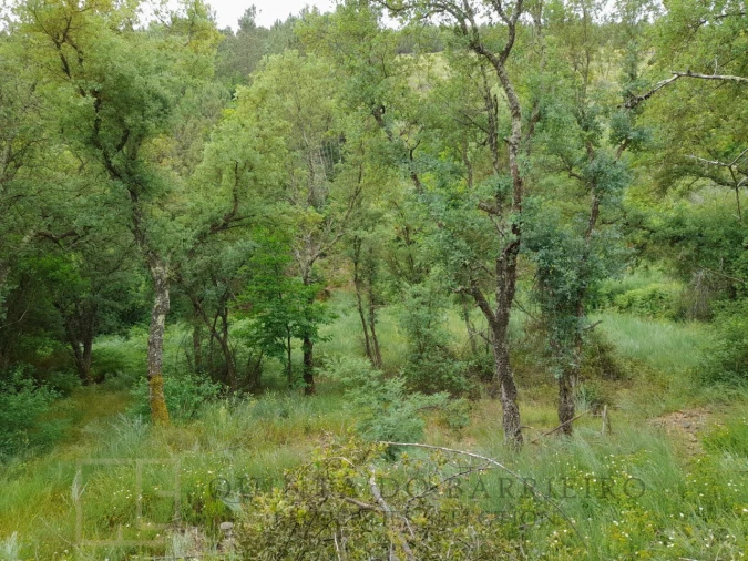 Quinta T3 para Venda em Alegrete Foto 55