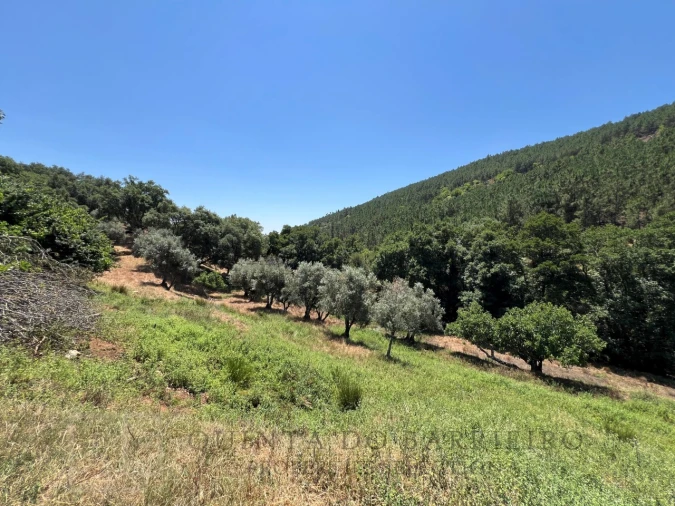 Quinta T5 para Venda em Alegrete Foto 43