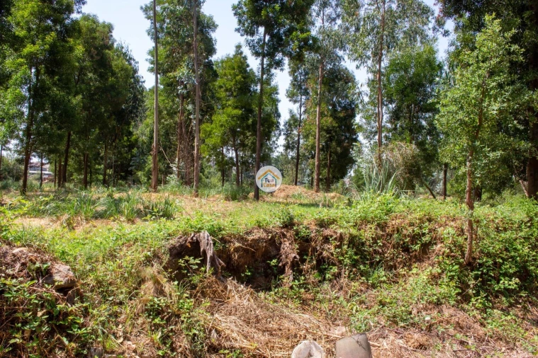 Terreno para Venda em Rio Meão Foto 4