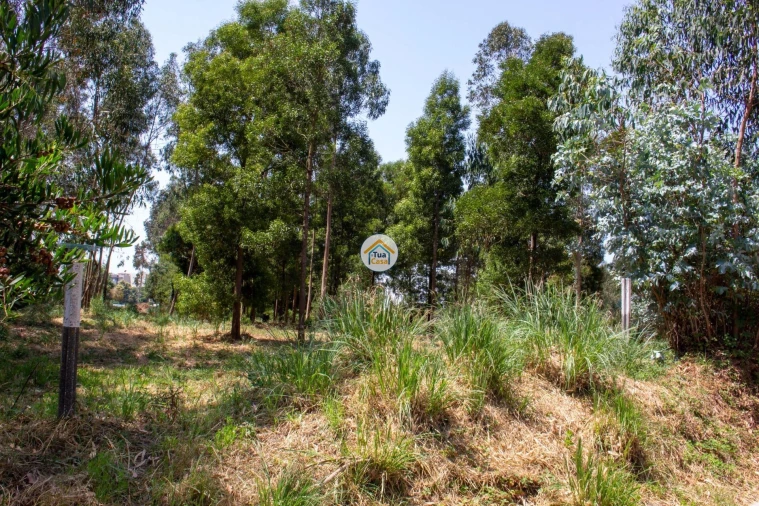 Terreno para Venda em Rio Meão Foto 3