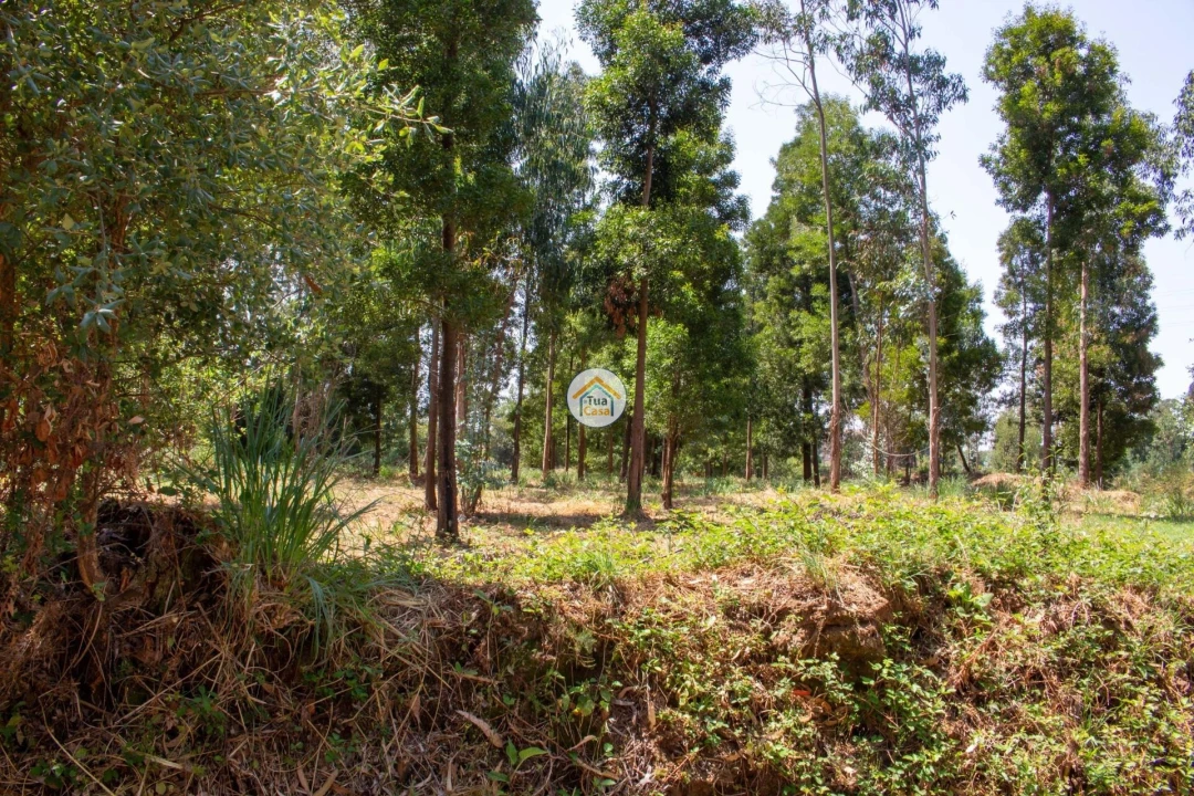 Terreno para Venda em Rio Meão Foto 7