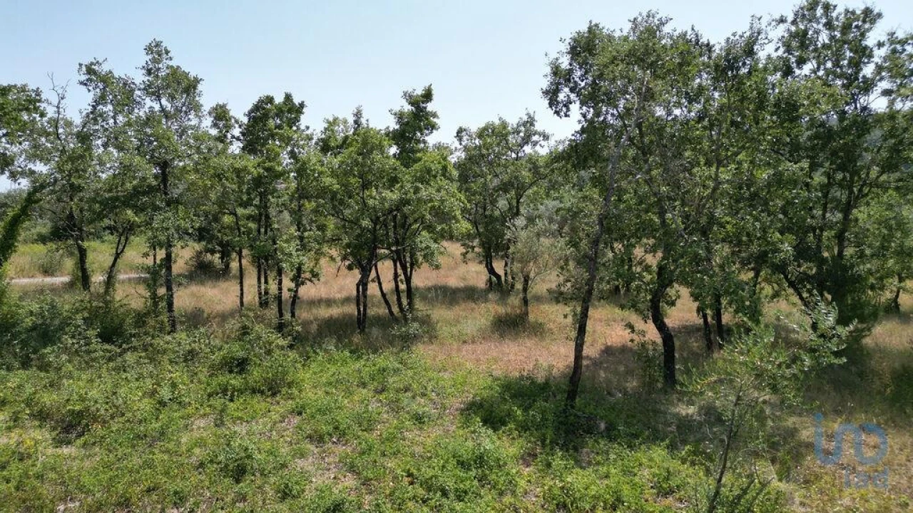 Terreno para Venda em Chão de Couce Foto 13