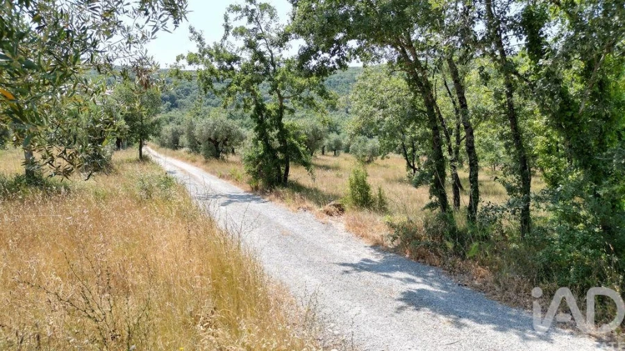 Terreno para Venda em Chão de Couce Foto 21