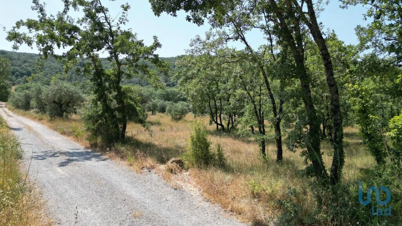 Terreno para Venda em Chão de Couce Foto 14
