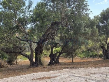 Terreno para Venda em Boliqueime