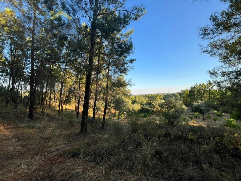 Terreno Agricola ou Rústico para Venda em Freixial e Juncal do Campo Foto 7