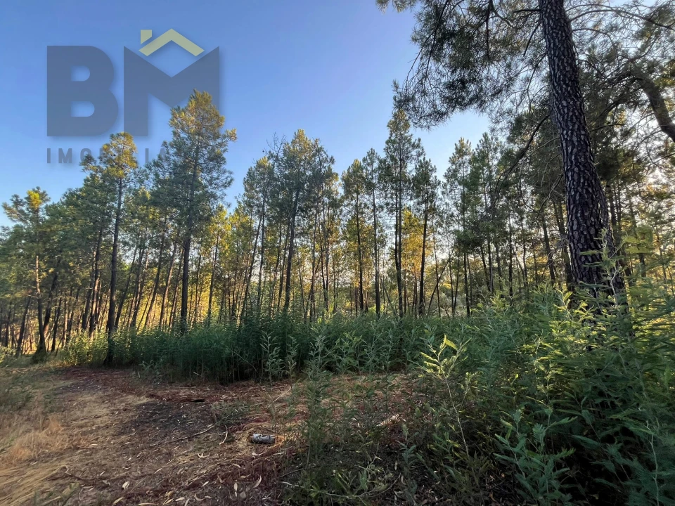 Terreno Agricola ou Rústico para Venda em Freixial e Juncal do Campo Foto 9