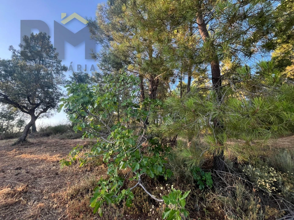 Terreno Agricola ou Rústico para Venda em Freixial e Juncal do Campo Foto 5