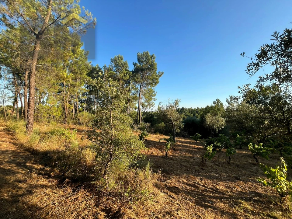Terreno Agricola ou Rústico para Venda em Freixial e Juncal do Campo Foto 4