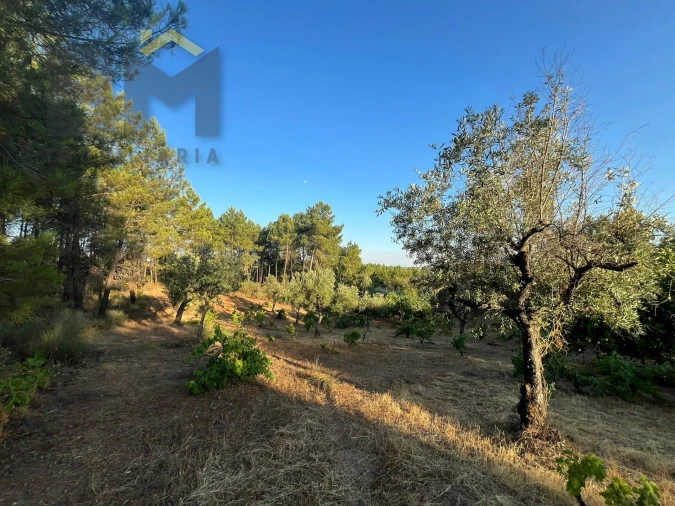 Terreno Agricola ou Rústico para Venda em Freixial e Juncal do Campo Foto 6