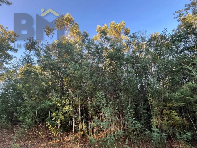Terreno Agricola ou Rústico para Venda em Freixial e Juncal do Campo Foto 8