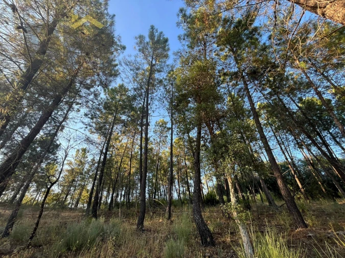 Terreno Agricola ou Rústico para Venda em Freixial e Juncal do Campo Foto 10