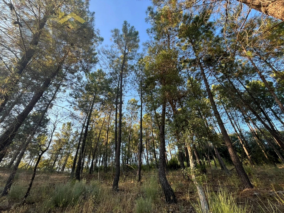 Terreno Agricola ou Rústico para Venda em Freixial e Juncal do Campo Foto 10