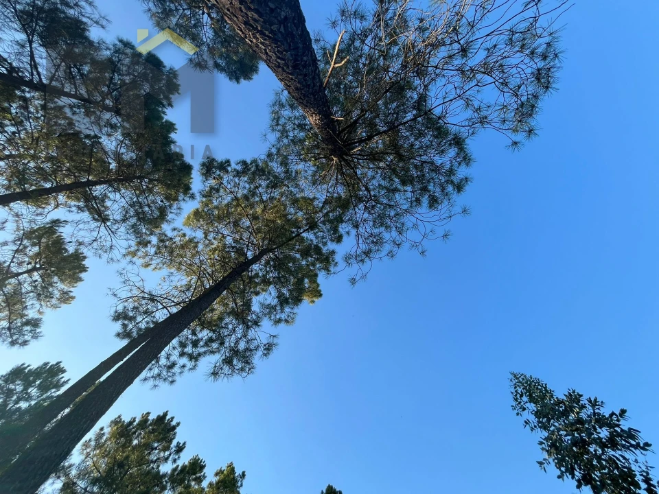 Terreno Agricola ou Rústico para Venda em Freixial e Juncal do Campo Foto 11
