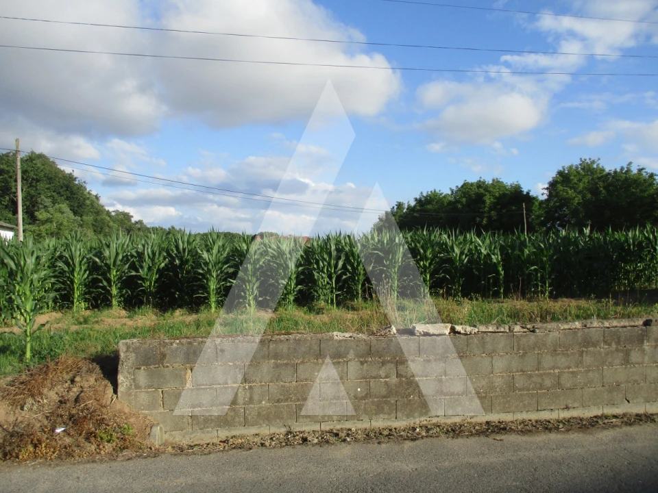 Terreno para Venda em Bustos, Troviscal e Mamarrosa Foto 1