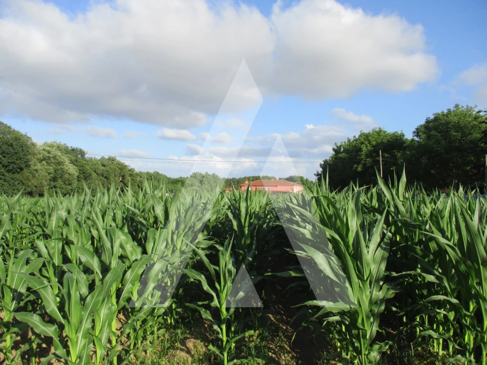 Terreno para Venda em Bustos, Troviscal e Mamarrosa Foto 3