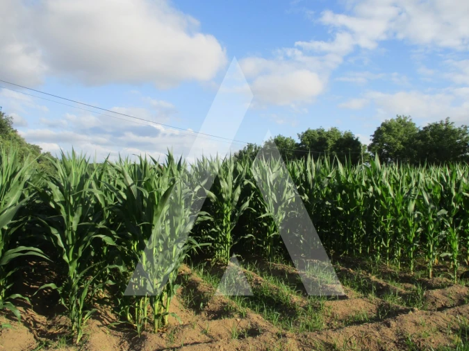 Terreno para Venda em Bustos, Troviscal e Mamarrosa Foto 2