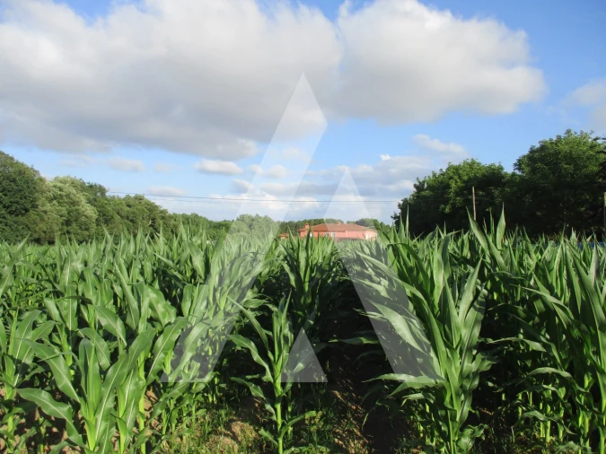 Terreno para Venda em Bustos, Troviscal e Mamarrosa Foto 3