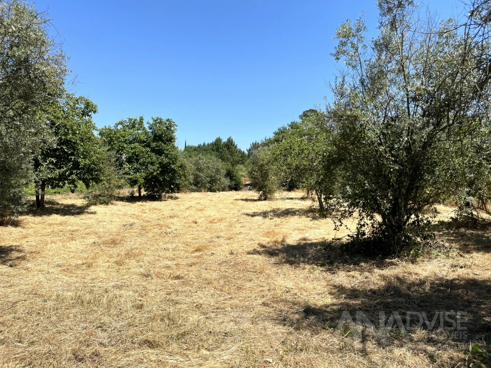 Terreno para Venda em São João de Lourosa Foto 33