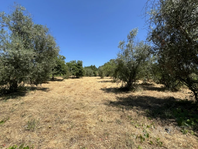 Terreno para Venda em São João de Lourosa Foto 35