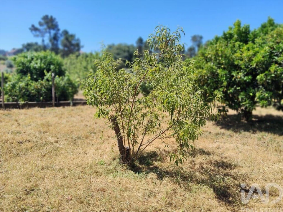 Terreno para Venda em Castelo Foto 24