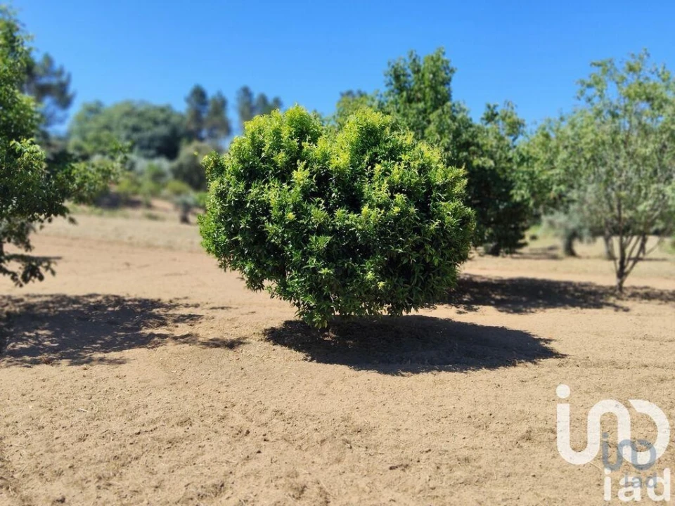 Terreno para Venda em Castelo Foto 8