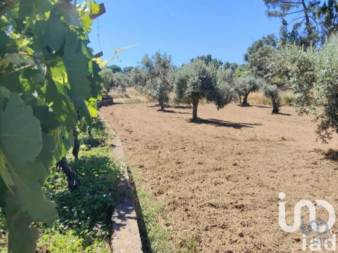 Terreno para Venda em Castelo Foto 3