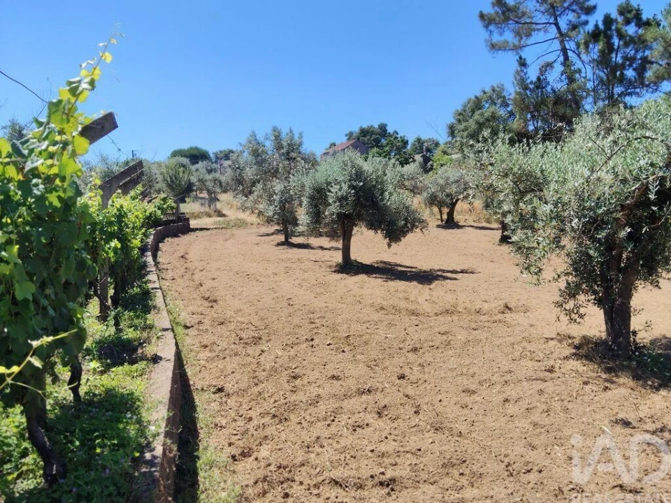 Terreno para Venda em Castelo Foto 26