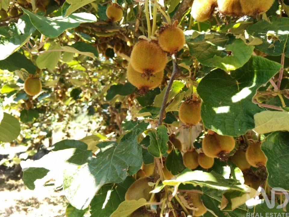 Terreno para Venda em Castelo Foto 21
