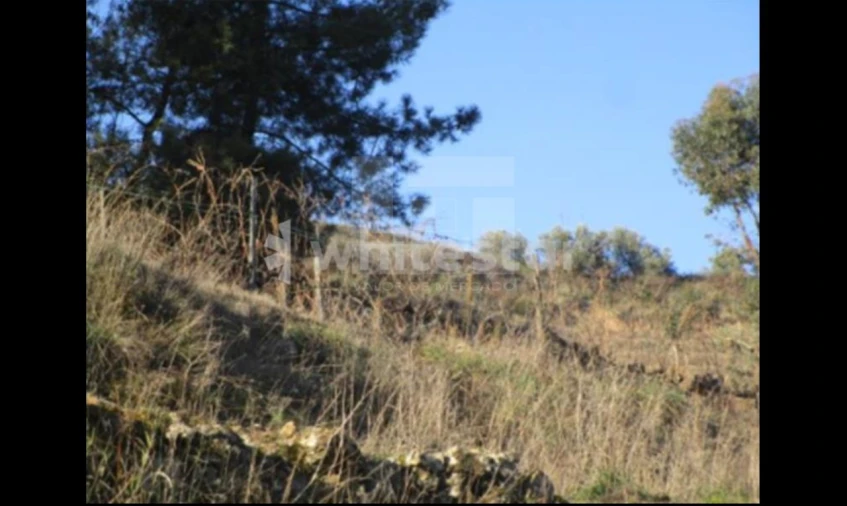 Terreno Agricola ou Rústico para Venda em São João da Pesqueira e Várzea de Trevões Foto 1