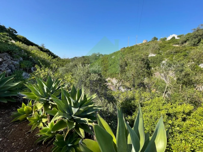 Terreno Agricola ou Rústico para Venda em Reguengo Grande Foto 16