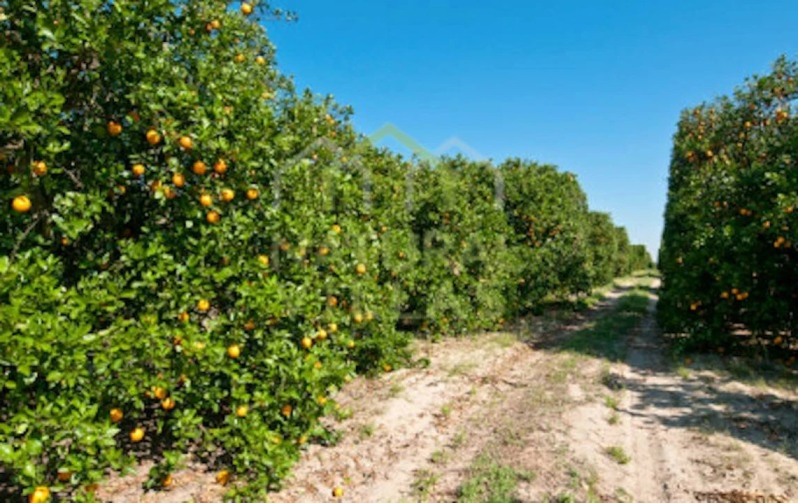 Terreno Agricola ou Rústico para Venda em Conceição e Estoi Foto 1