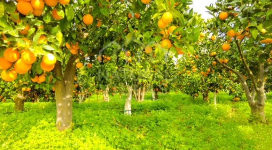 Terreno Agricola ou Rústico para Venda em Conceição e Estoi Foto 2