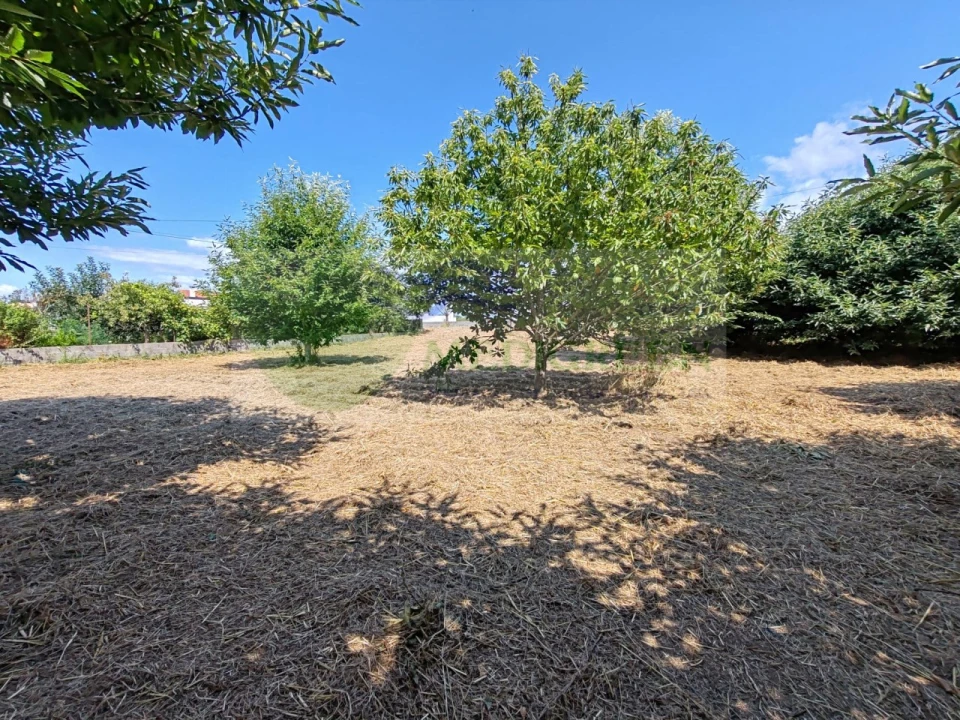 Terreno para Venda em Pessegueiro do Vouga Foto 15