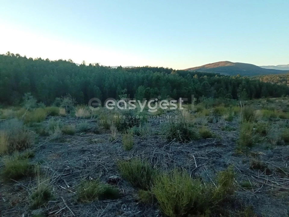 Terreno Agricola ou Rústico para Venda em Souto da Casa Foto 4