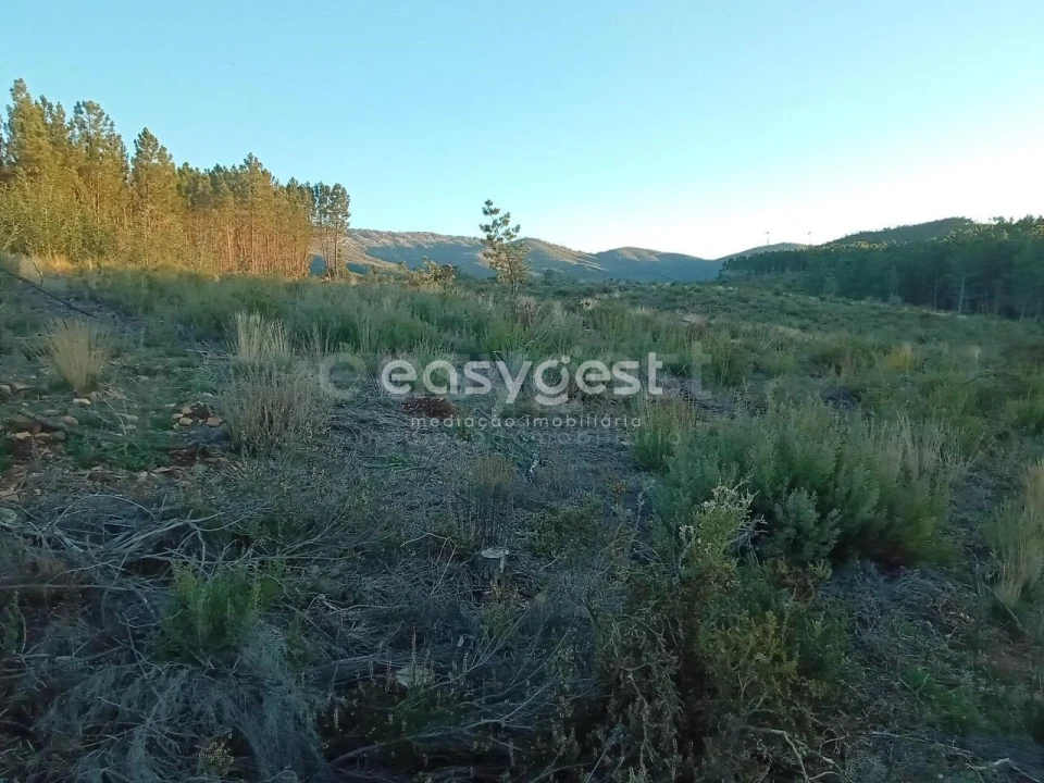 Terreno Agricola ou Rústico para Venda em Souto da Casa Foto 5