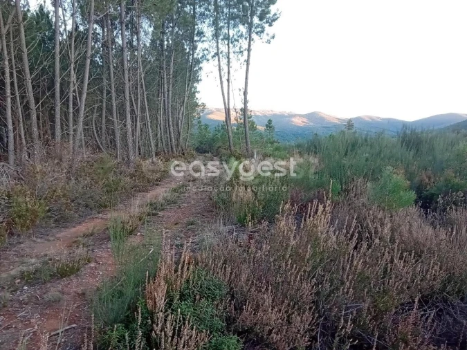 Terreno Agricola ou Rústico para Venda em Souto da Casa Foto 10