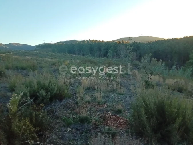 Terreno Agricola ou Rústico para Venda em Souto da Casa Foto 13