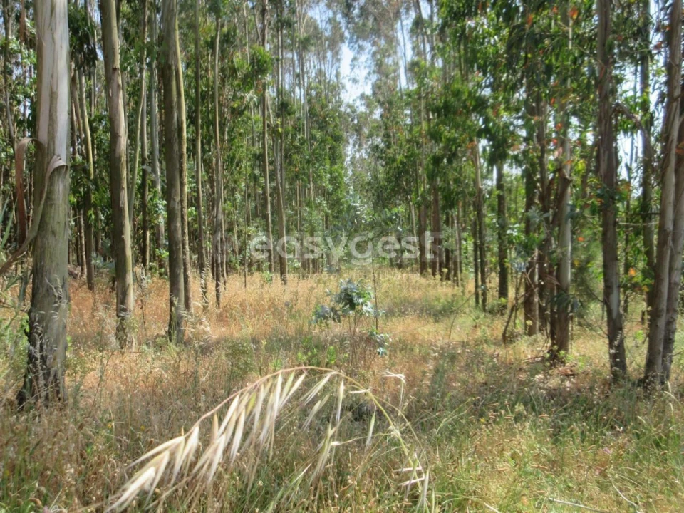 Terreno Agricola ou Rústico para Venda em Lourinhã e Atalaia Foto 1