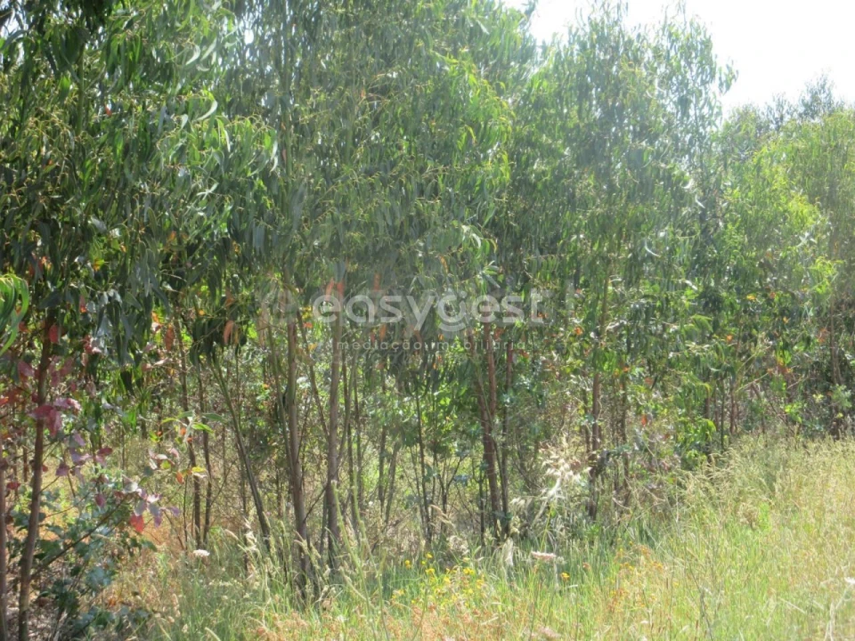 Terreno Agricola ou Rústico para Venda em Lourinhã e Atalaia Foto 5