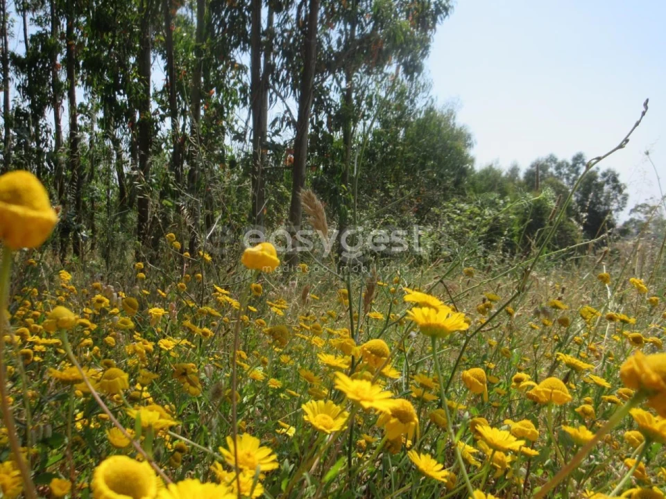 Terreno Agricola ou Rústico para Venda em Lourinhã e Atalaia Foto 7