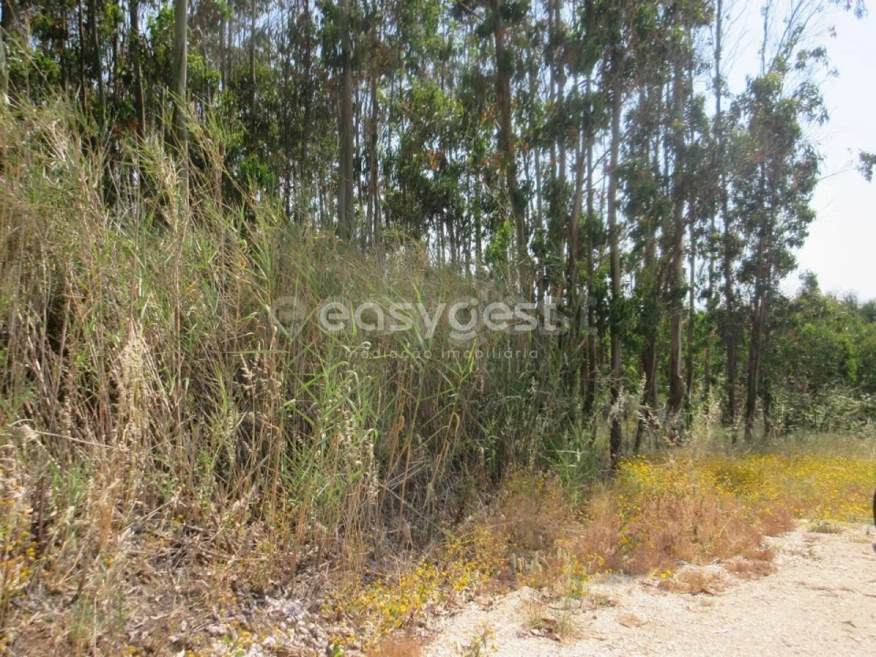Terreno Agricola ou Rústico para Venda em Lourinhã e Atalaia Foto 9